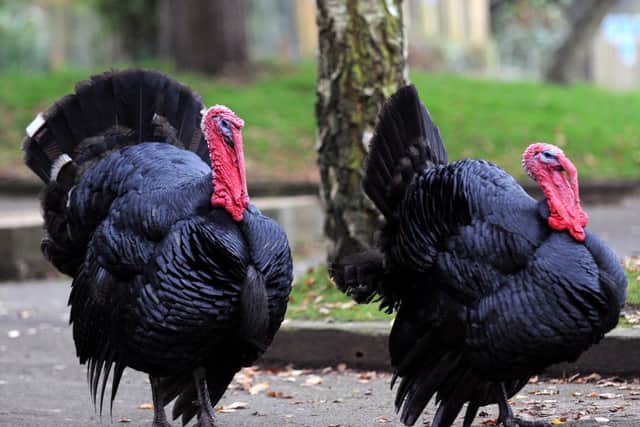 jpco-4-12-13 Animal magic / Turkey's at Tilgate Nature Centre (Pic by Jon Rigby)