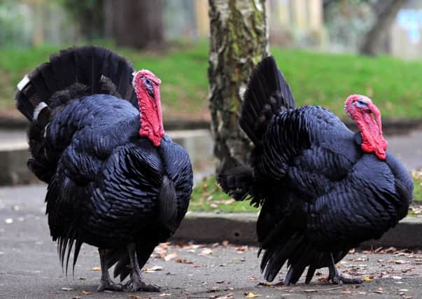 jpco-4-12-13 Animal magic / Turkey's at Tilgate Nature Centre (Pic by Jon Rigby)