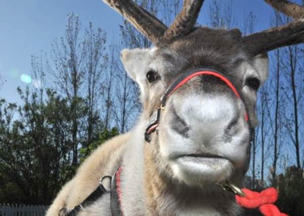Reindeer will be on the village green between 4.30pm and 8.30pm