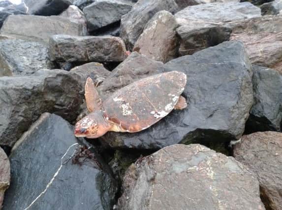 Turtle washed up on Worthing beach. Picture by Andrew Cole.