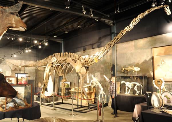 JPCT 181113 Fossil Diplodocus skeleton named Misty to be auction at Summers Place, Billingshurst. Photo by Derek Martin