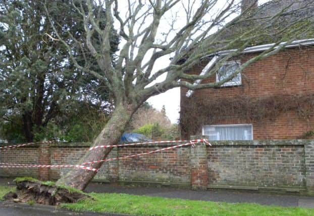 A tree collapses on a home in Littlehampton