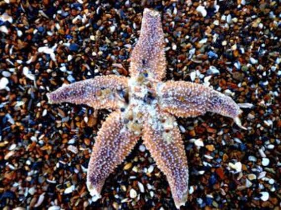 Hundreds of starfish washed up on beaches in Lancing, Worthing and Shoreham following bad weather