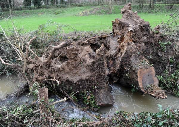 JPCT 271213 Flood damage, St Mary's Walk, Memorial Gardens, Horsham. Tree stumps in stream in Memorial Gardens. Photo by derek Martin