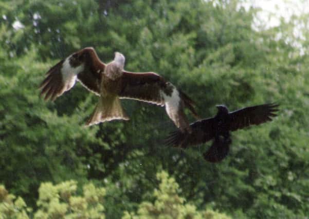 WSG 030114 PICTURE BY RICHARD WILLIAMSON, red kite and crow fighting