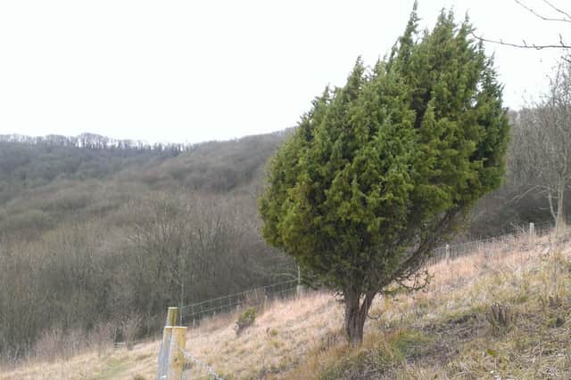 The female juniper bush at Steyning Coombe