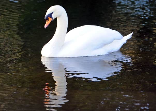 A swan was shot, along with a mallard duck and some moorhens in Wendover on January 25