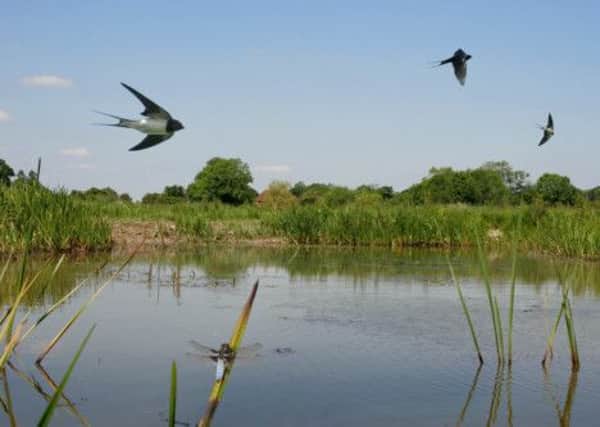 Swallows over wetlands. Picture by Neil Fletcher