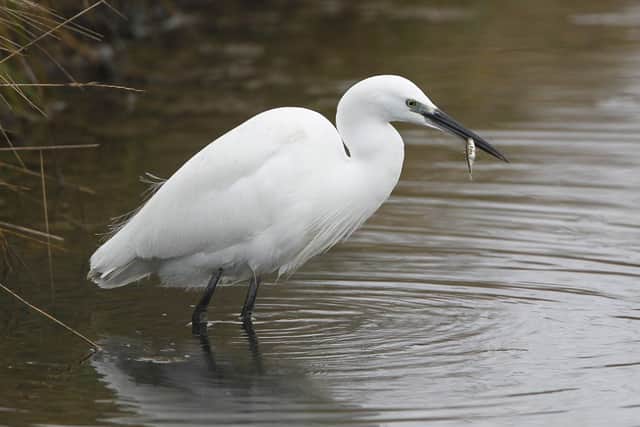Little Egret with a Three-spined Stickleback. Picture by Robert Horne