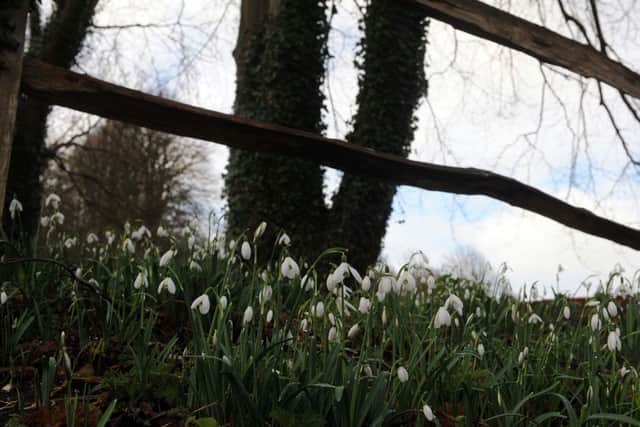 S04551H14 Early snowdrops at The Old Rectory will be added to over the next two weeks