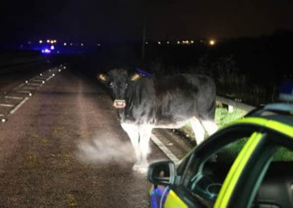 Aftermath of car collision with cattle at Angmering. Picture by Eddie Mitchell
