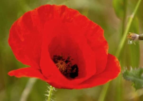 Plant a poppy this march / April to mark outbreak of WW1 on August 4, 1914