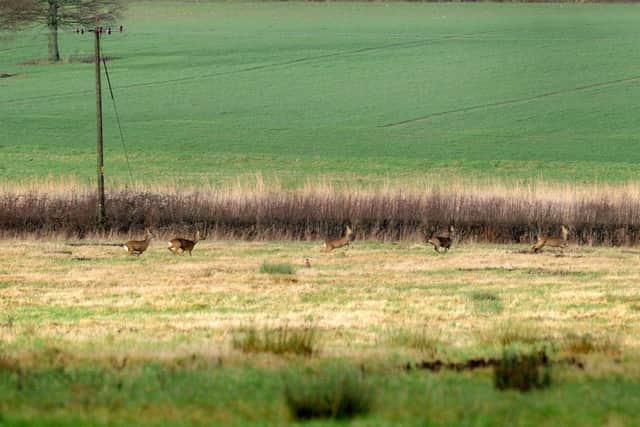 Deer on land at the proposed Mayfield site. Pic Steve Robards