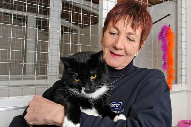 JPCT 070214 RSPCA cattery, Roffey. Anita Marsland RSPCA contact for rehoming. Photo by Derek Martin