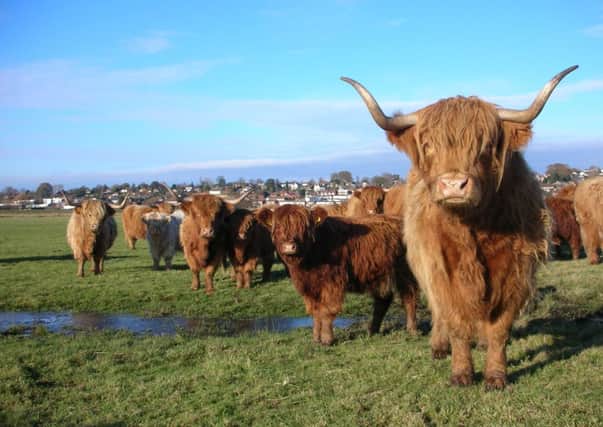 Highland cattle on the brooks (RSPB)