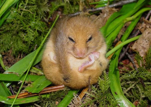 Do what a dormouse does!