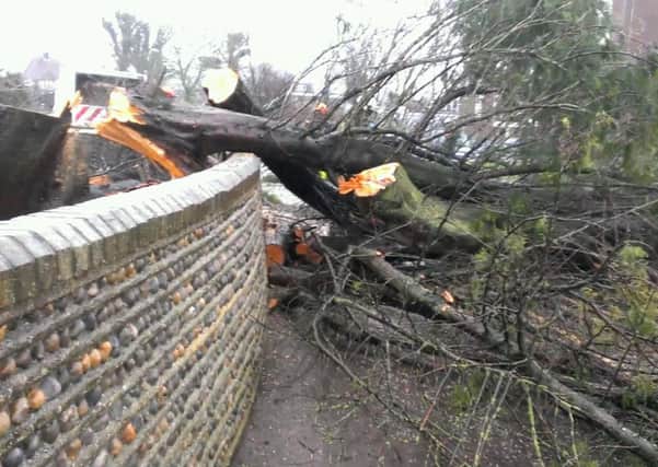 Council workmen managed to save the flint wall from damage as the trees came down
