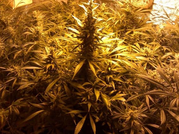 Cannabis seized in Brendon Road, Durrington