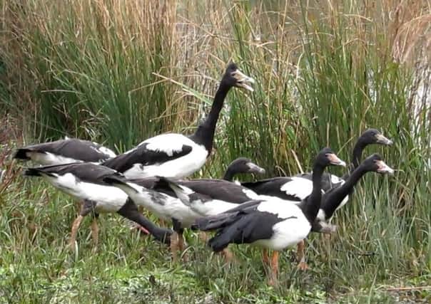 Exotic geese return to the WWT Arundel Wetland Centre