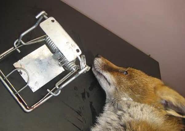 A male fox was injured after its foot got caught in metal trap