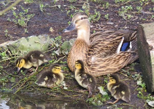The first mallard ducklings of the year at WWT Arundel Wetland Centre