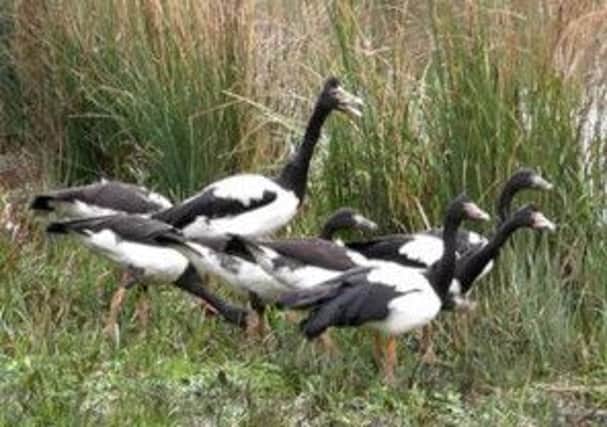 Basil the Australian magpie goose in the midst of his family at the Arundel Wetland Centre