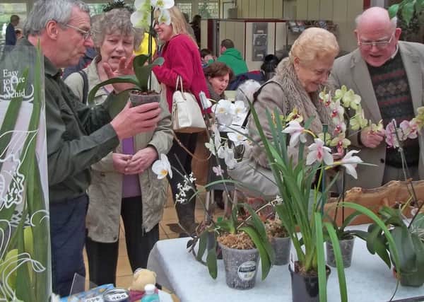 Mid Sussex Orchid Show SUS-140303-103427001