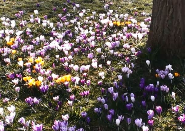 Early sign of spring - crocuses in Horsham