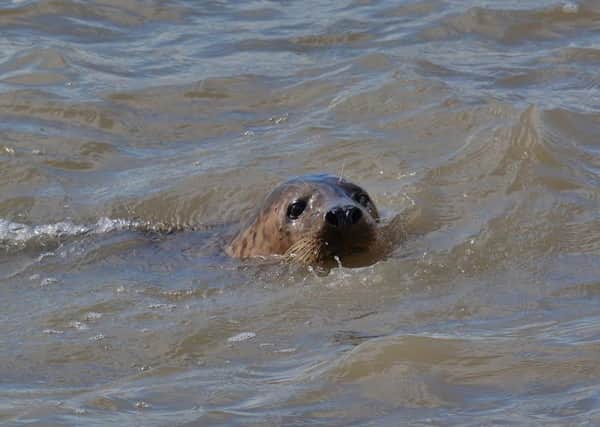 Rob Collins photographed this seal near Worthing Pier last Friday
