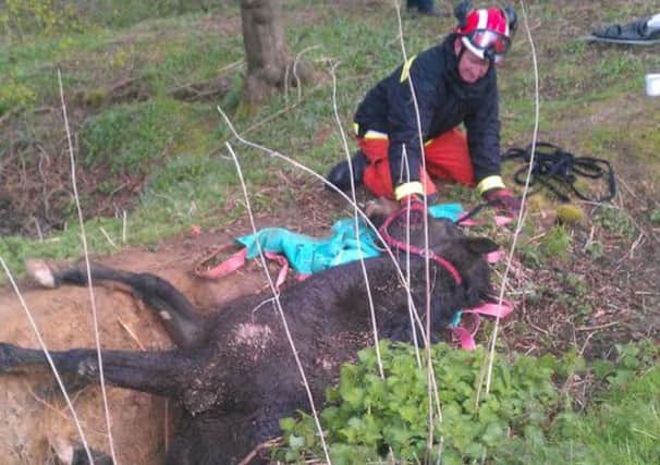 Horse rescue Bashurst Hill