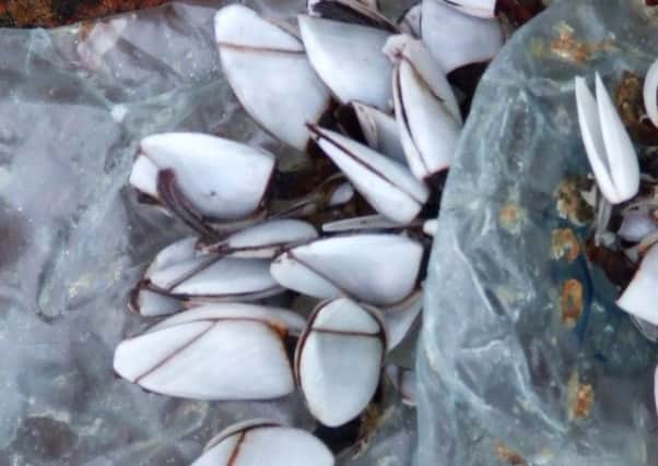 Goose barnacles attached to a plastic bottle