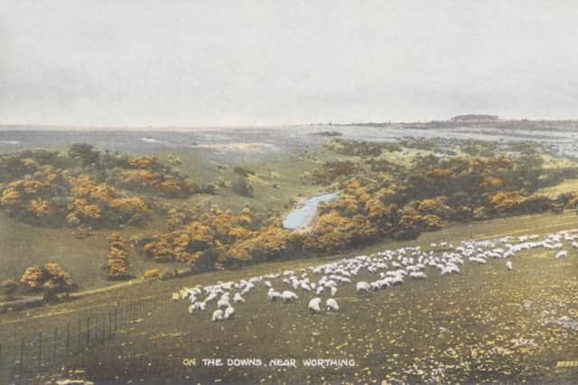 On Bost Hill, looking towards Cissbury (Ramsden Brothers, posted August 6, 1926)