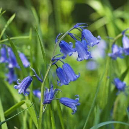 Recent warm sunny weather could result in bumper bluebell displays across Sussex. ©NTPL/Stephen Robson SUS-141004-123635001