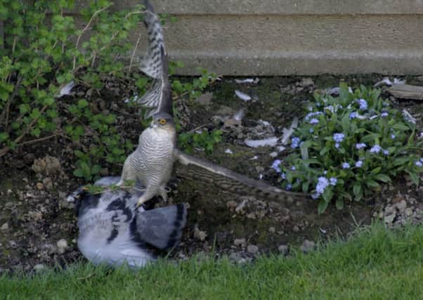 Peregrine Falcon drops in for lunch in Amberley Close, Haywards Heath - picture by John Rimmer