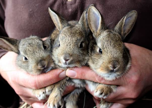 Three Easter bunnies are being looked after by Care for the Wild SUS-141104-135654001
