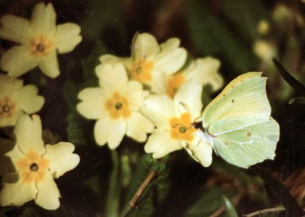 Brimstone butterfly feeding on primroses, Williamson's Weekly SUS-140904-090626001