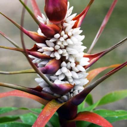 This species of richea can grow up to five metres tall in its natural habitat