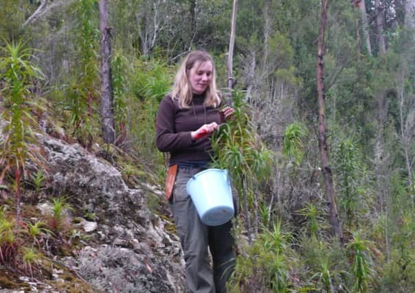 Jo Wenham collecting seeds in Tasmania in 2008