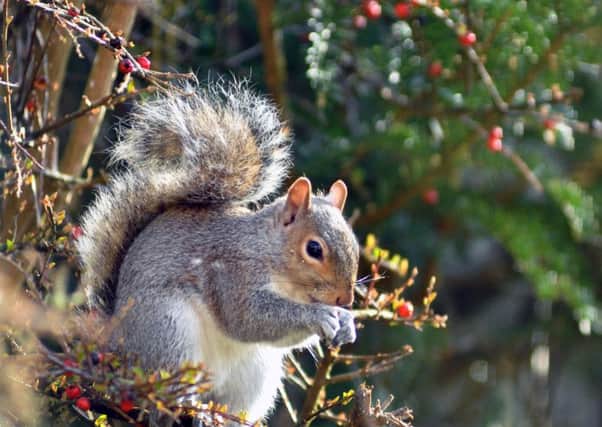 The common grey squirrel. Photo: Phil Dennett.