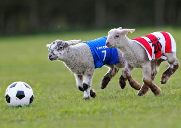 The world's first ever game of lamb football predicted the results of this weekends Premier League fixtures