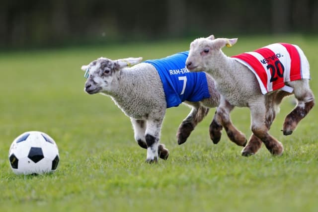 Lambchester Ewenited come to Newtimber in first ever lamb football match 