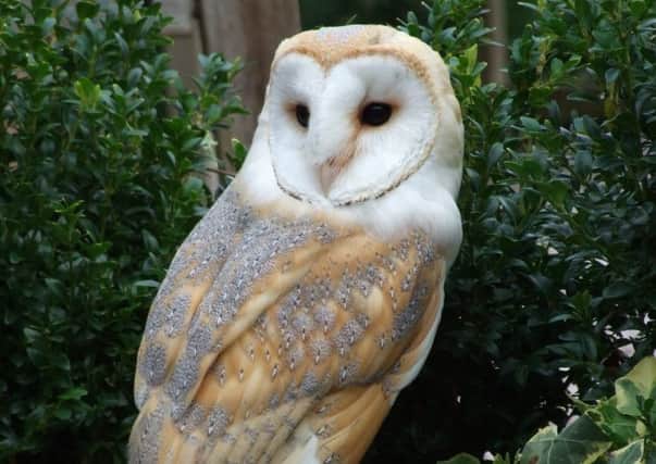 Birds of prey to make an appearance in Horsham this weekend. Picture courtesy of Owls Out and About SUS-140705-123934001