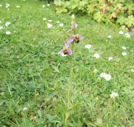 One of the bee orchids in flower last year