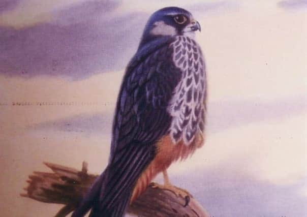 Hobby Falcon.