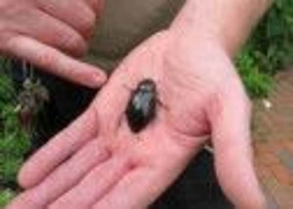 Great Silver Water beetle recorded only twice before in West Sussex