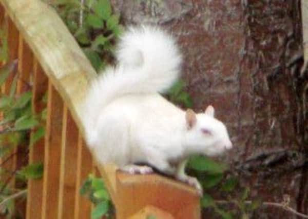 This squirrel was spotted near Appledore Gardens, Lindfield