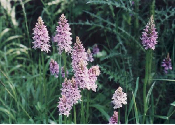 Spotted orchids.