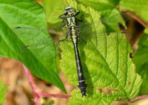 This green-eyed, mature, male is looking to mate says club-tailed dragonfly expert SUS-140624-093429001
