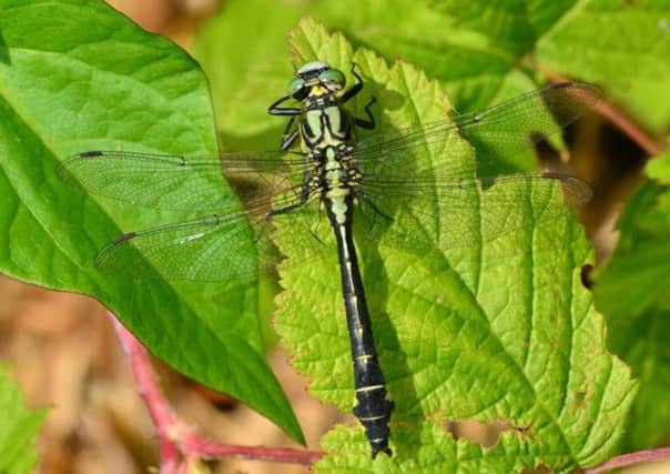 A rare club-tail dragonfly has been spotted at the Arundel Wetland Centre for the first time in three years