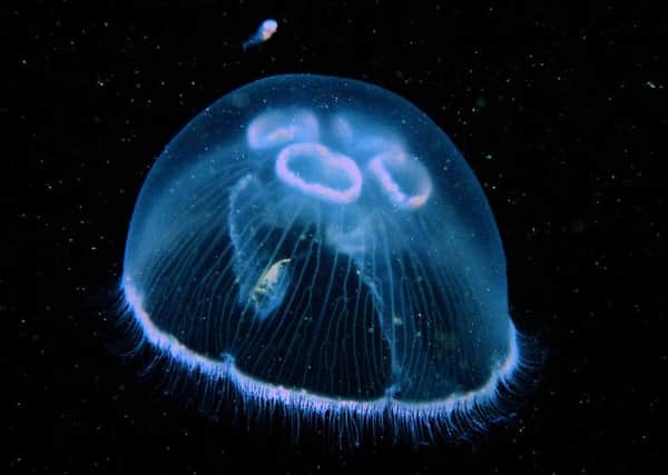 A moon jellyfish, pictured by Paul Naylor